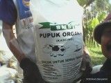 Memanfaatkan kotoran cacing untuk pupuk organik 
