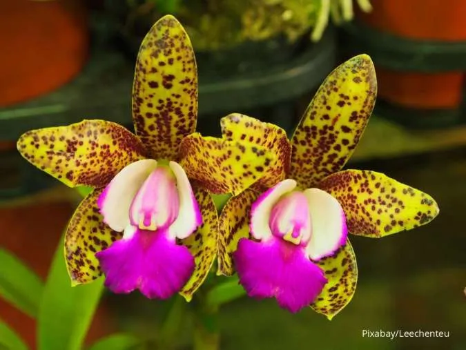 Anggrek Cattleya