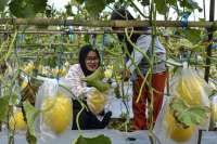 Kementan Pastikan Keberlanjutan Regenerasi Petani dan Koordinasi Swakelola