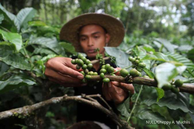 Asosiasi Eksportir Kopi Indonesia Proyeksi Produksi Kopi di 2024 Turun 