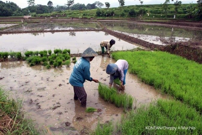 FAO: 69% kondisi lahan sawah di Indonesia dalam kondisi parah