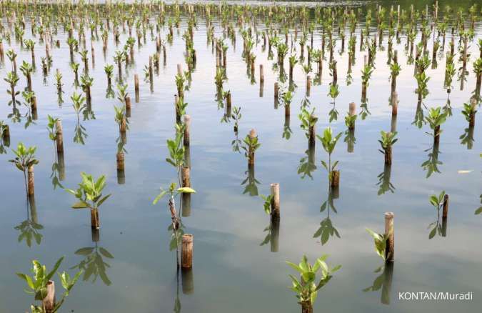 Gapki Mendukung Ketahanan Iklim Melalui Rehabilitasi Mangrove