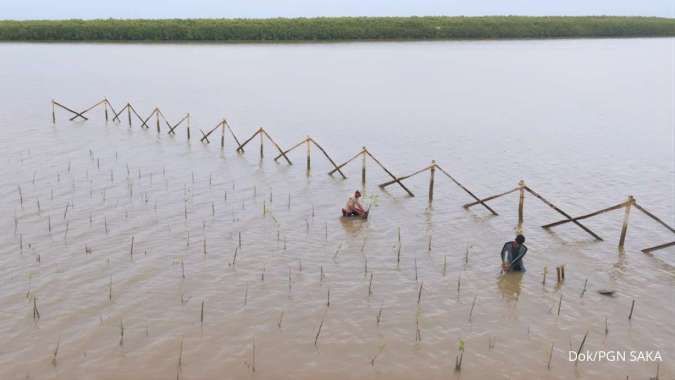 Inovasi Lokal Pancalan Kantongi Hak Paten, Kejar Percepatan Konservasi Mangrove