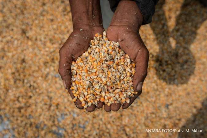 Bapanas Minta Tambahan Dana Penyerapan Jagung