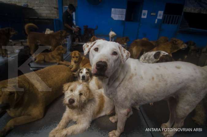 Korea Selatan Bakal Larang Makan Daging Anjing 