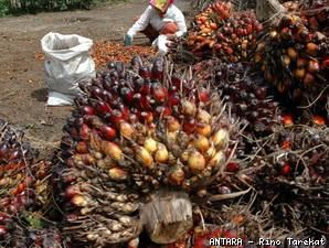 Bunga 10% Memberatkan Petani Kelapa Sawit