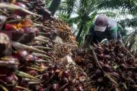 GIMNI sambut positif tarif pungutan ekspor CPO terbaru karena dukung industri hilir