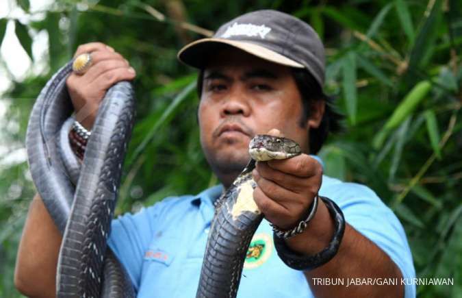 Heboh penemuan ular kobra di Jakarta dan sekitarnya, berikut rangkuman peristiwanya