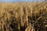 Pasar Asia Lesu, Harga Beras Thailand Jatuh ke Level Terendah dalam 18 Tahun