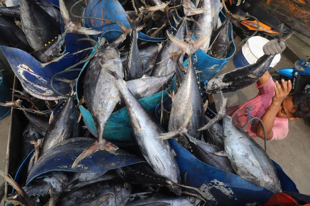 Harga Pangan di DKI Jakarta: Ikan Kembung dan Ikan Tongkol Turun, Minggu (5/1)