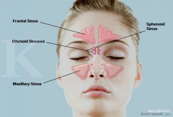 Sistem panca indra manusia: Struktur organ pada hidung serta fungsinya