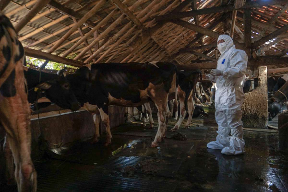Cegah Sebaran PMK, Hewan Ternak Kena Lockdown 