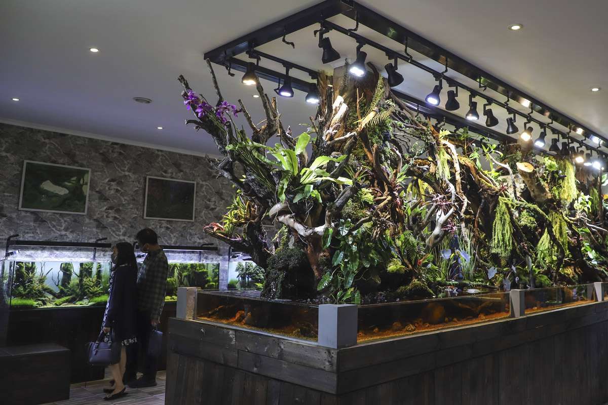 Peluang Bisnis dari Bahan Baku Aquascape, Margin Bisa 50%