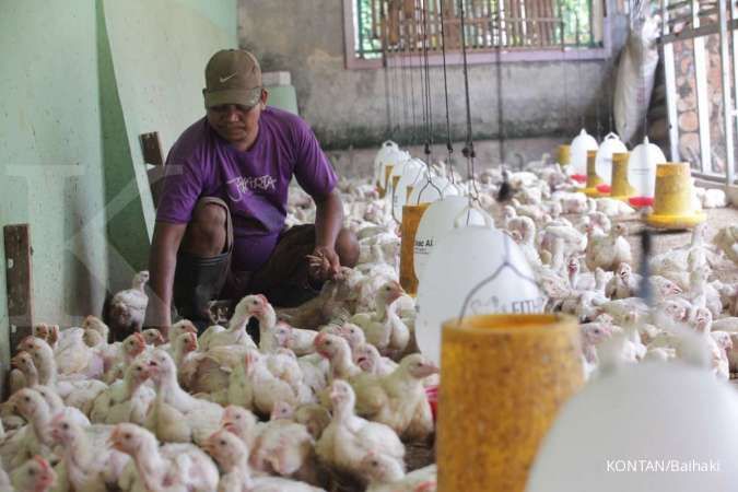 Pinsar menyebut harga ayam di tingkat peternak mulai stabil