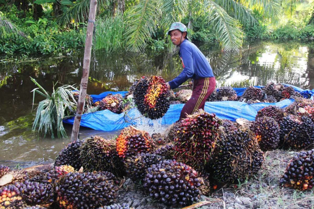 Harga CPO sentuh level terendah 9 bulan, ini penyebab utamanya 