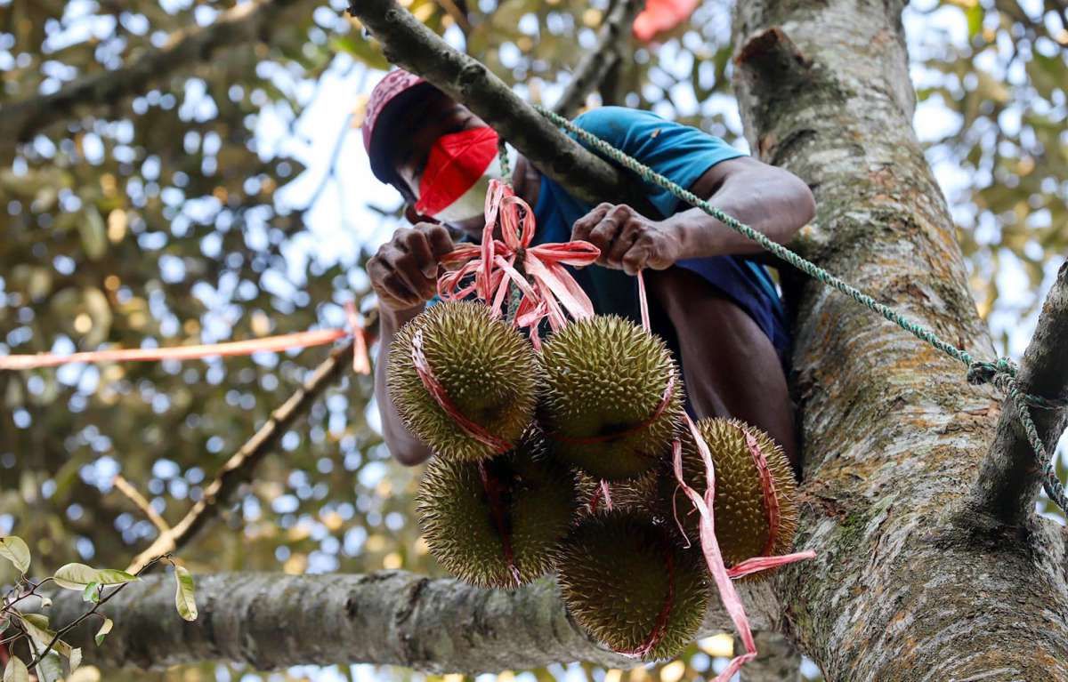 Wangi Cuan dari Usaha Belah Durian