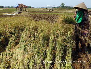 Serangan Hama Ganggu Produksi Pangan Nasional