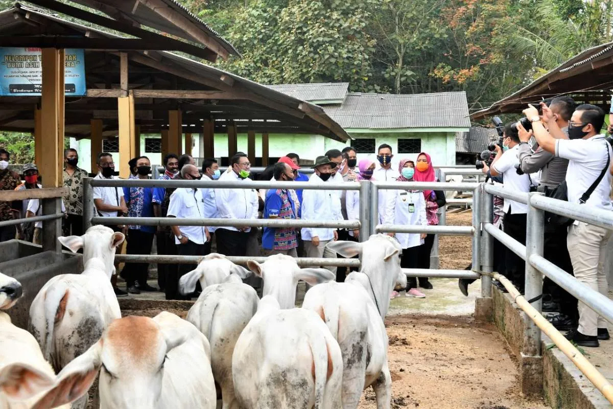 Koperasi produksi ternak berpotensi dapat pembiayaan LPDB KUMKM