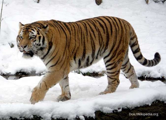 Tertangkap kamera, populasi harimau Siberia menyebar ke pedalaman China
