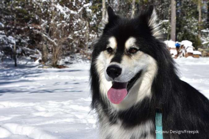 Harga Anjing Alaskan Malamute, Simak Perbedaannya dengan Siberian Husky 
