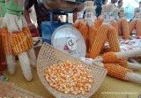 Harga Pakan Tinggi, Peternak Minta Pemerintah Evaluasi Harga Jagung Sesuai HAP