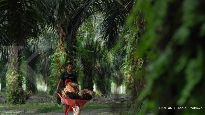 Ini perusahaan Malaysia yang mencari kebun sawit