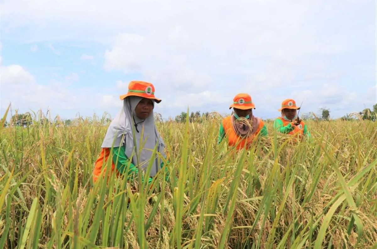 Petani didorong manfaatkan lahan gambut tanpa membakar