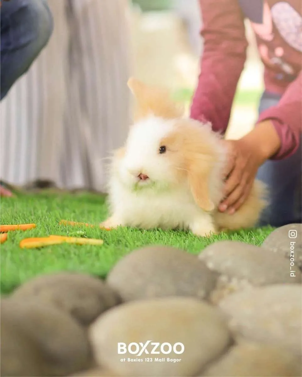 Uniknya BoxZoo, kebun binatang mini yang ada di mal