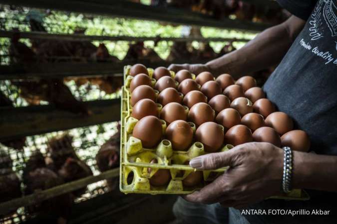 Harga Telur Dijaga di Level Rp 26.500