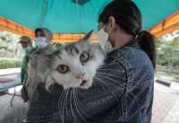 Kenali Ciri-ciri Kucing Rabies Sebelum Terlambat,Simak Penjelasannya Berikut Ini