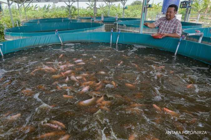 Pakan Ikan Nila agar Cepat Besar: Jenis, Takaran, dan Jadwal Pemberian