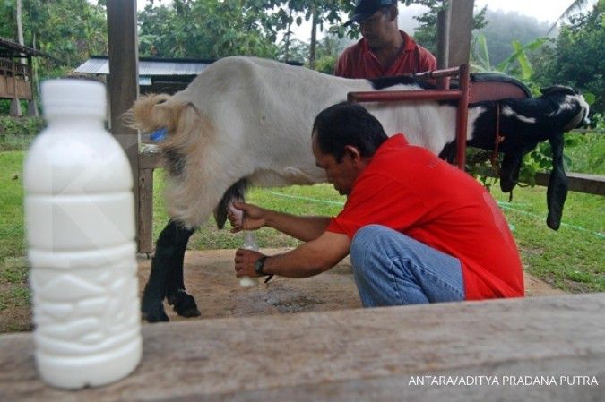 9 Manfaat Susu Kambing Etawa untuk Kesehatan yang Tidak Kalah dari Susu Sapi
