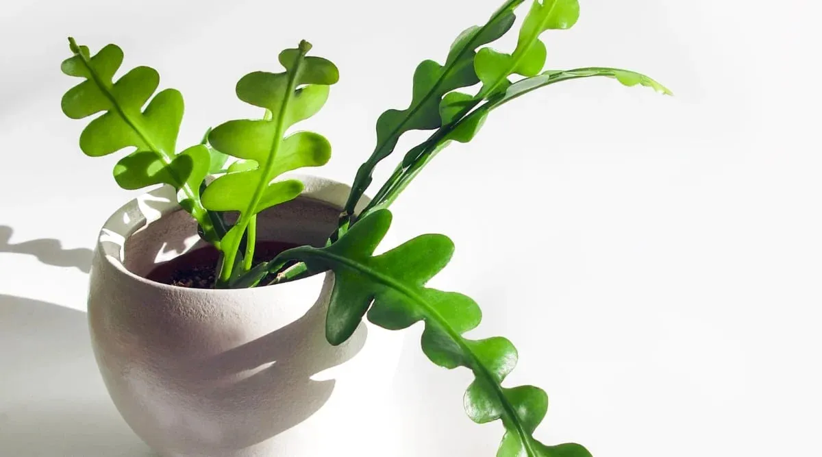 jenis kaktus: bunga wijaya kusuma