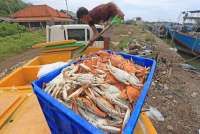 Perusahaan Startup Aruna Kirim 15 Ton Daging Rajungan ke Pasar China