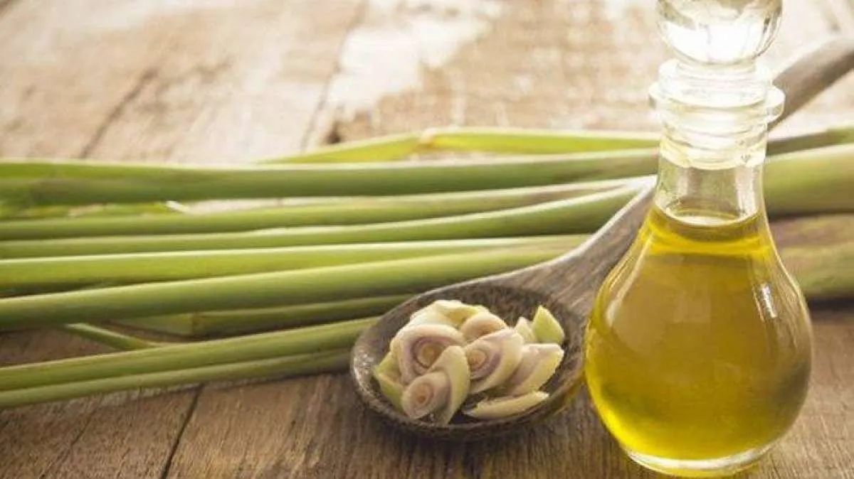 Begini Cara Mengonsumsi Minyak Sereh agar Efektif Menurunkan Kolesterol Tinggi 