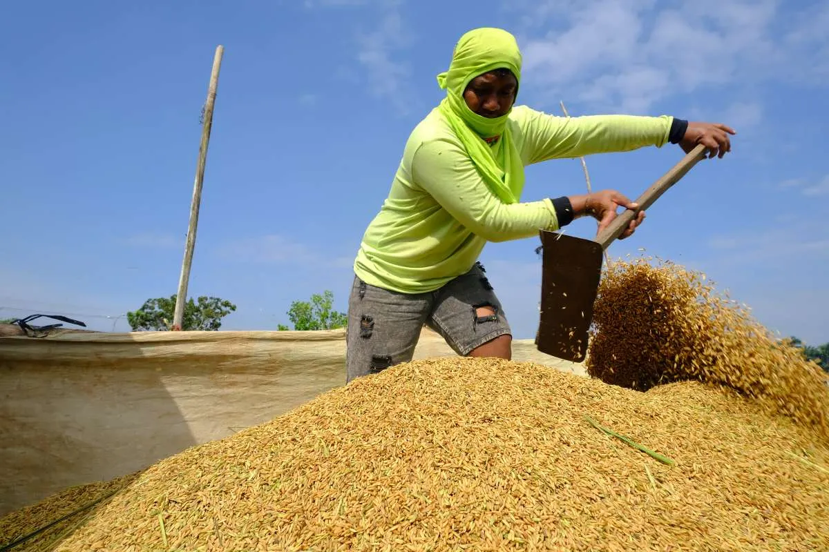 BPS Proyeksi Produksi Beras Q1 2026 Tembus 10,16 Juta Ton, Ini Faktor Pendorongnya