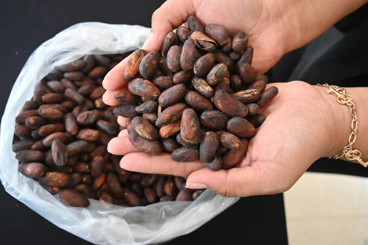 Pungutan Ekspor Biji Kakao Perlu Diimbangi Penurunan Bea Keluar 