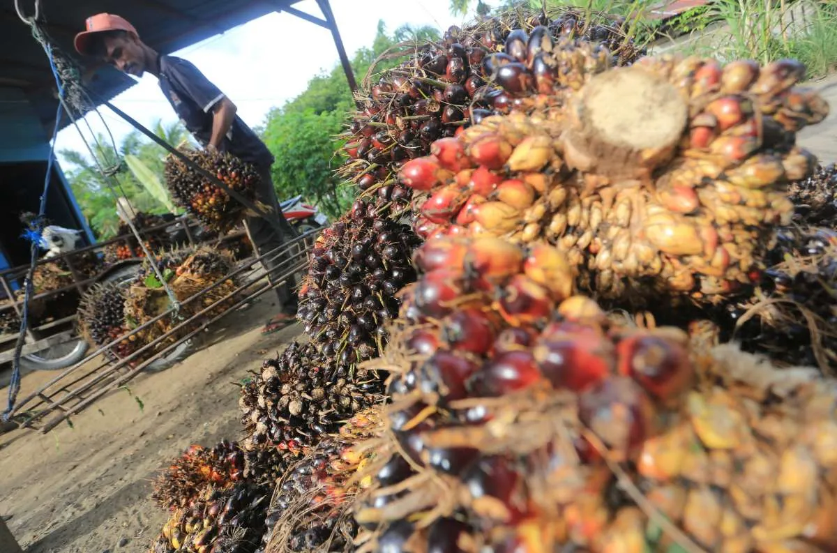 PP 45/2025 Dinilai Ganggu Keberlanjutan Industri Sawit Nasional