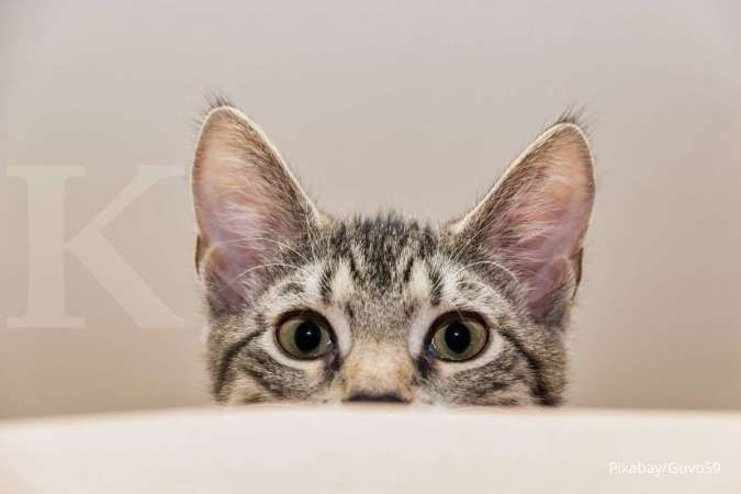 Bahaya permainan laser pointer untuk kucing, hati-hati bagi penyayang si meong