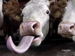 Kementan MintaTambahan Anggaran Rp 250 Miliar untuk Swasembada Daging Sapi