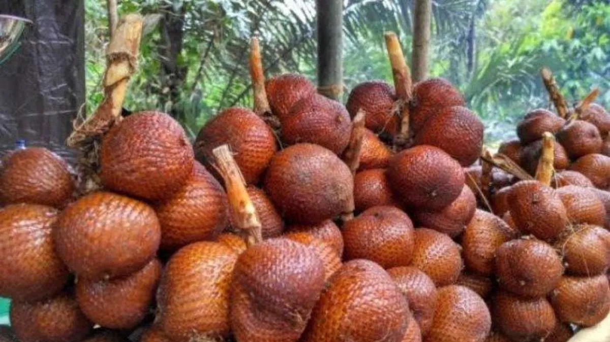 6 Manfaat Buah Salak Untuk Kesehatan, Sudah Tahu?
