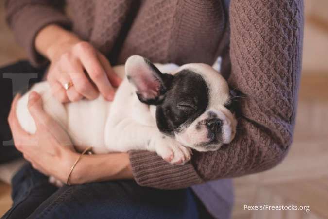 Anda Perlu Tahu, Ini Jenis-Jenis Diare yang Terjadi pada Anjing