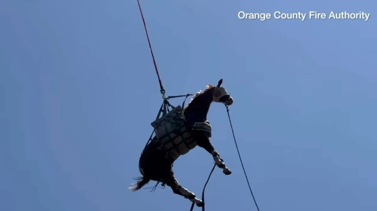 Damkar Evakuasi Kuda dengan Helikopter, Dedikasi Luar Biasa! 