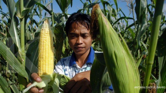 Produksi naik, harga jagung dunia turun