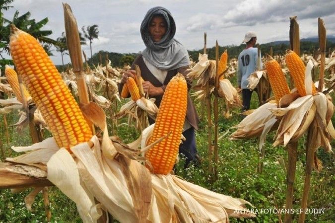 Kemtan targetkan produksi jagung naik 50%