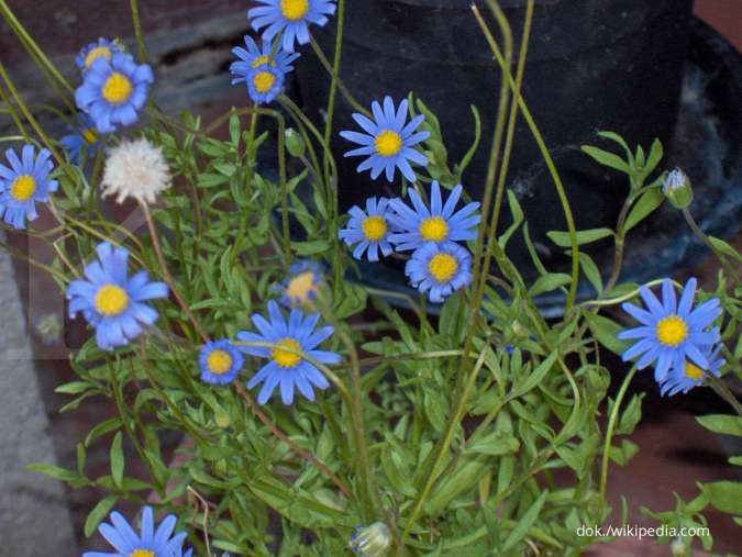 4 Manfaat Bunga Blue Daisy untuk Kulit yang Harus Anda Tahu