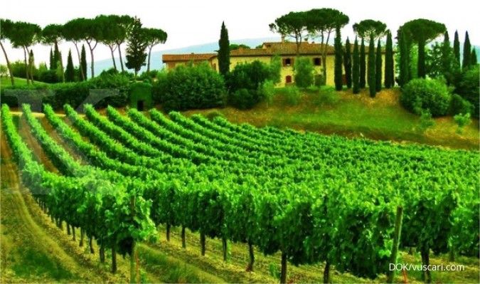 Panenan sebidang kebun anggur bernilai Rp 136 juta raib