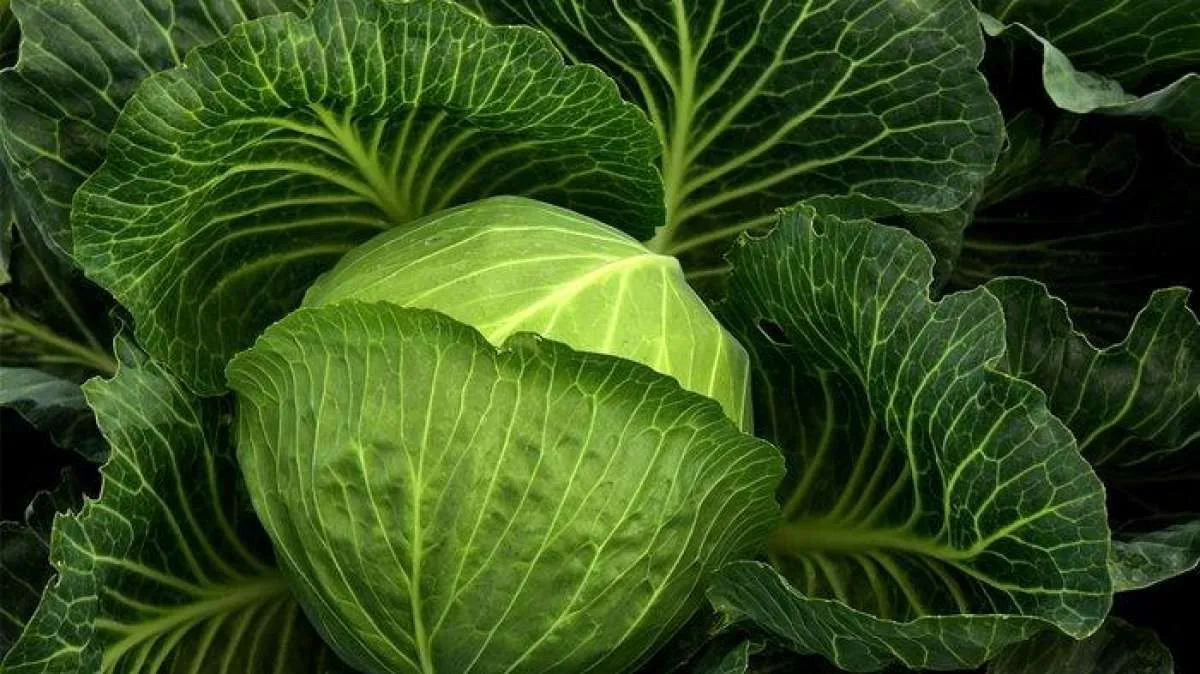 6 Manfaat Kubis Untuk Kesehatan Tubuh, Wajib Tahu! 