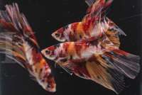 Ikan cupang seperti apa yang akan tren tahun 2021? Ini kata pakar