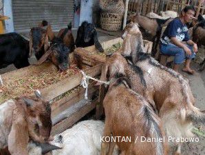 Sentra kambing yang bersaing ketat dengan pedagang musiman (3)